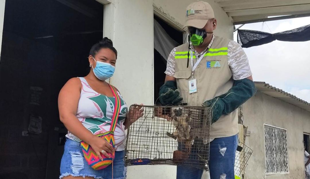 Siguen entregas voluntarias de animales silvestres en Cartagena Siguen entregas voluntarias de animales silvestres en Cartagena