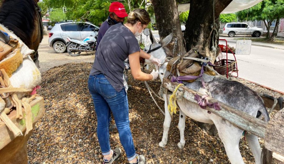Durante la jornada se capacitó a los propietarios sobre la tenencia responsable de estos animales Durante la jornada se capacitó a los propietarios sobre la tenencia responsable de estos animales