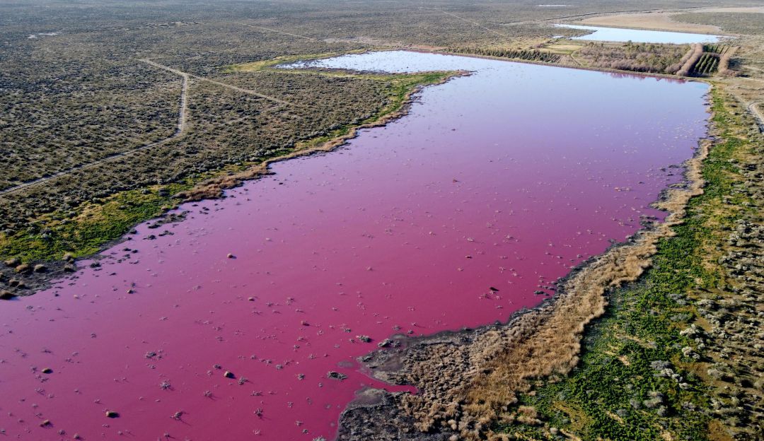 Vista aérea de una laguna que se volvió rosa debido a un químico utilizado para ayudar a la conservación del camarón Vista aérea de una laguna que se volvió rosa debido a un químico utilizado para ayudar a la conservación del camarón