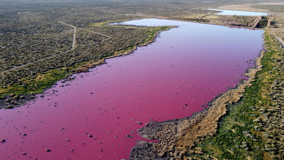 Laguna en Argentina se vuelve rosa por residuos de la industria pesquera