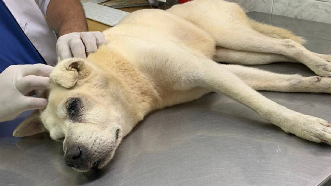 Un perro recibió cuatro machetazos en el municipio de Santa Lucía
