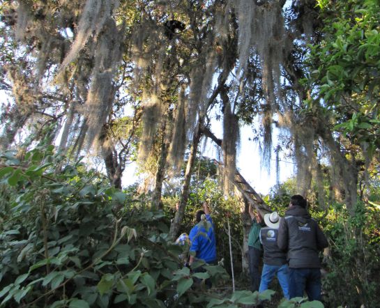 Dos días duraron los expertos tratando de bajar a Pensilvania del árbol de Pomarroso Dos días duraron los expertos tratando de bajar a Pensilvania del árbol de Pomarroso