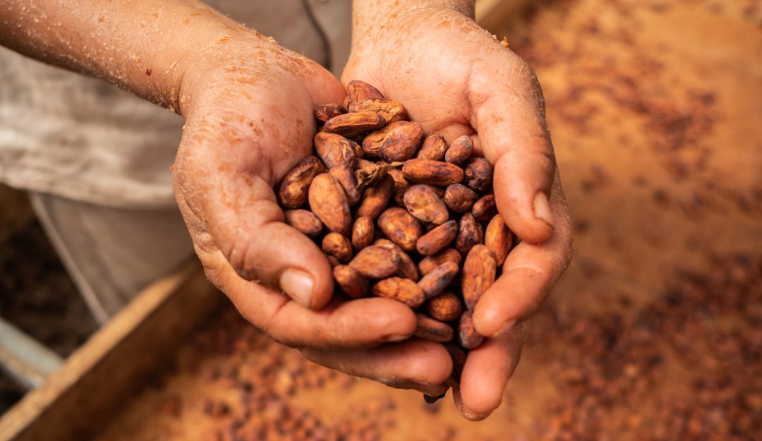 Cacao Cacao