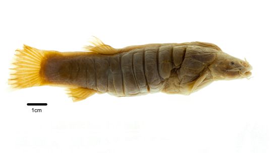 El pez graso solo habitaba en el lago de Tota. Especies introducidas como la trucha y su alto consumo por parte de la población, acabaron con él El pez graso solo habitaba en el lago de Tota. Especies introducidas como la trucha y su alto consumo por parte de la población, acabaron con él