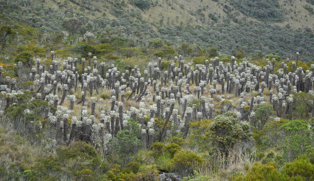 Según el Instituto Humboldt, nueve especies de frailejones en Guantiva-La Rusia están en un alto riesgo de desaparecer Según el Instituto Humboldt, nueve especies de frailejones en Guantiva-La Rusia están en un alto riesgo de desaparecer
