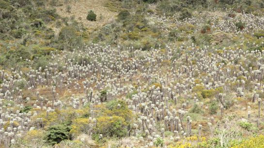 Guantiva-La Rusia, páramo de Boyacá y Santander, alberga la mayor cantidad de especies de frailejones en Colombia y el mundo Guantiva-La Rusia, páramo de Boyacá y Santander, alberga la mayor cantidad de especies de frailejones en Colombia y el mundo