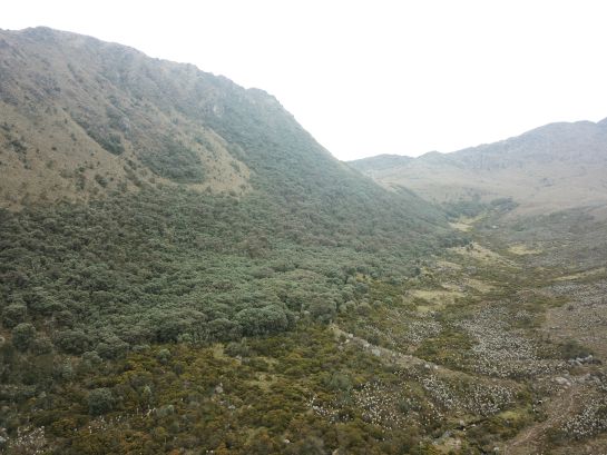 Bosques de colorados, chistes y frailejones engalanan El Consuelo, sector del páramo Guantiva-La Rusia en Belén Bosques de colorados, chistes y frailejones engalanan El Consuelo, sector del páramo Guantiva-La Rusia en Belén