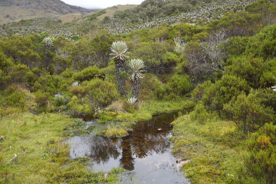 El agua de Guantiva-Rusia es vital para poblaciones como la del municipio de Duitama El agua de Guantiva-Rusia es vital para poblaciones como la del municipio de Duitama