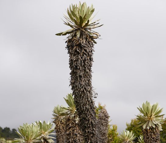 Algunos frailejones en Guantiva-Rusia superan los 10 metros de altura Algunos frailejones en Guantiva-Rusia superan los 10 metros de altura
