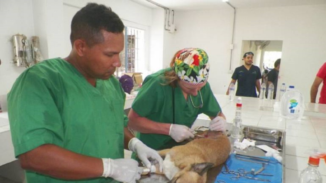 UMATA abrió convocatoria para médicos veterinarios en Cartagena