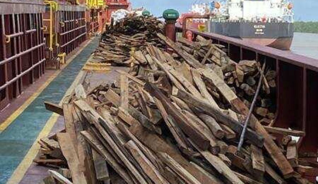 Parte del cargamento de madera con plagas. Parte del cargamento de madera con plagas.