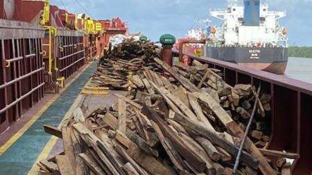 Buque que transportaba madera para EE.UU. tenía "cinco plagas distintas"