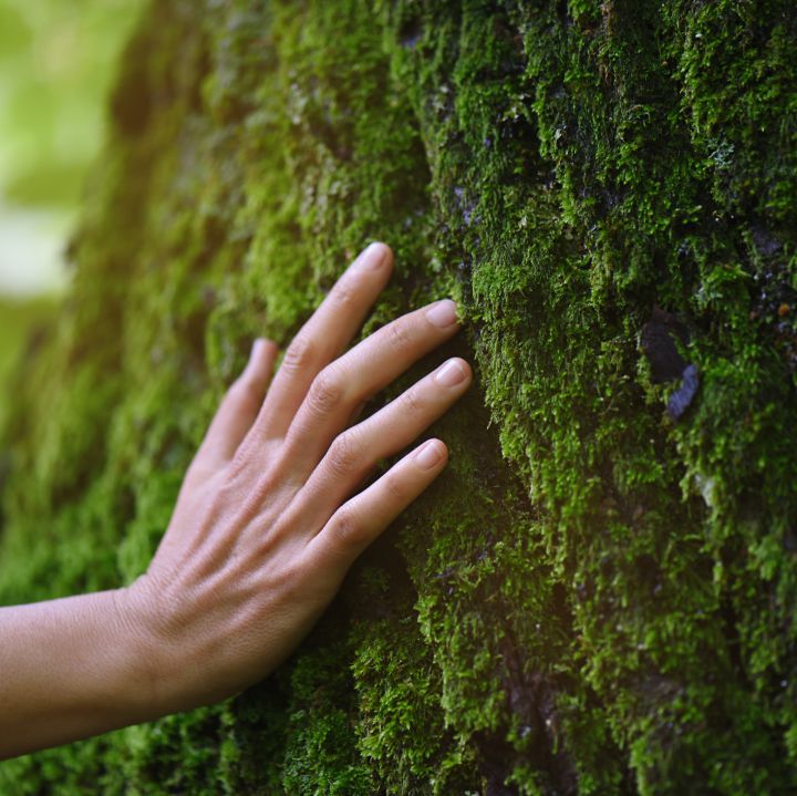Bojonawi: Conservación, sociedad civil y medio ambiente