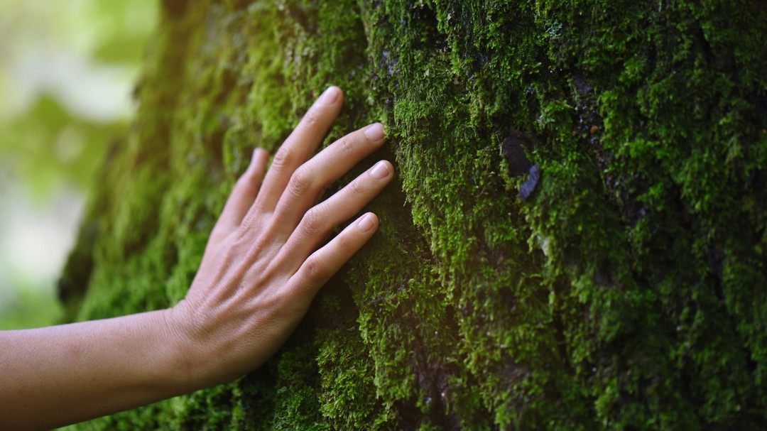 Bojonawi: Conservación, sociedad civil y medio ambiente