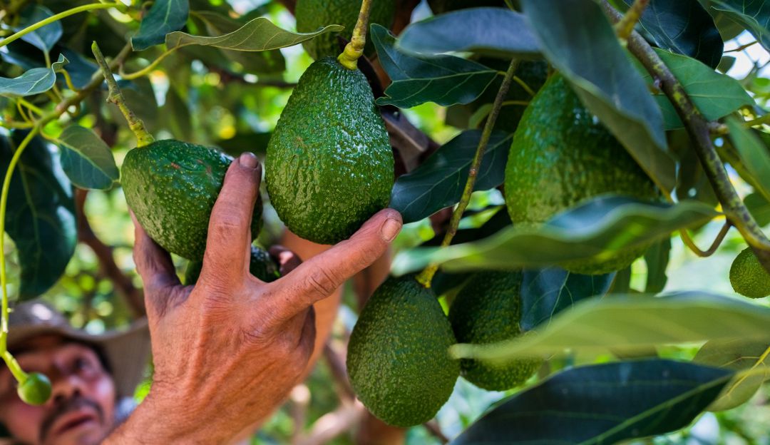 Aguacates hass. Foto de referencia. Aguacates hass. Foto de referencia.