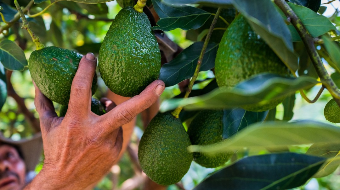 Nariño también se prepara para exportar aguacate hass
