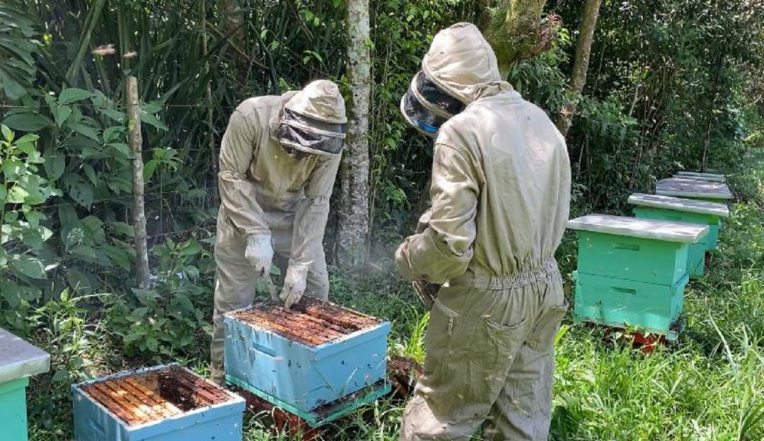 Cultivo de limón Tahití y abejas. Cultivo de limón Tahití y abejas.