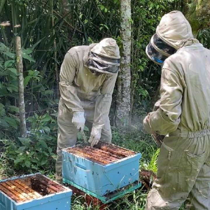 Trabajos apícolas fortalecen producción de limones en el Cauca