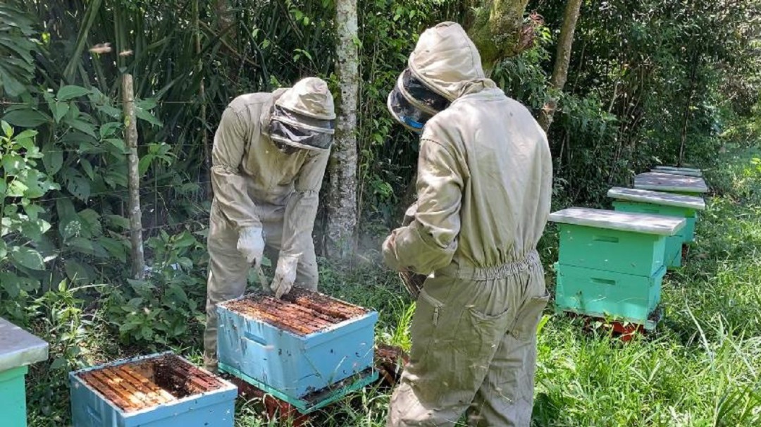 Trabajos apícolas fortalecen producción de limones en el Cauca