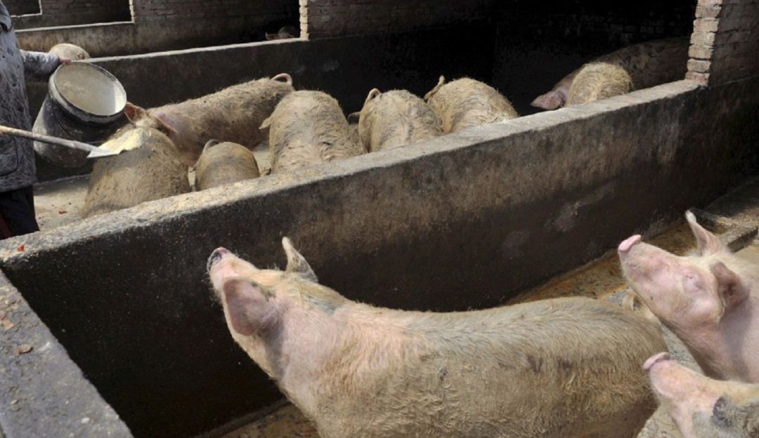 La peste porcina Africana, es una enfermedad no afecta humanos. La peste porcina Africana, es una enfermedad no afecta humanos.