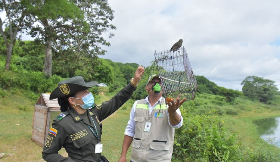 Canarios, pirras, meriños, tumba yeguas, fueron algunas de las especies liberadas Canarios, pirras, meriños, tumba yeguas, fueron algunas de las especies liberadas