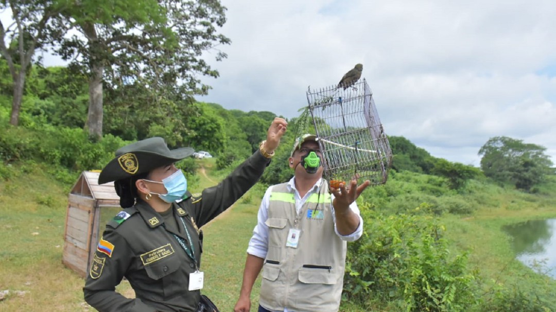 Más de 75 aves silvestres fueron liberadas por la Policía en Cartagena