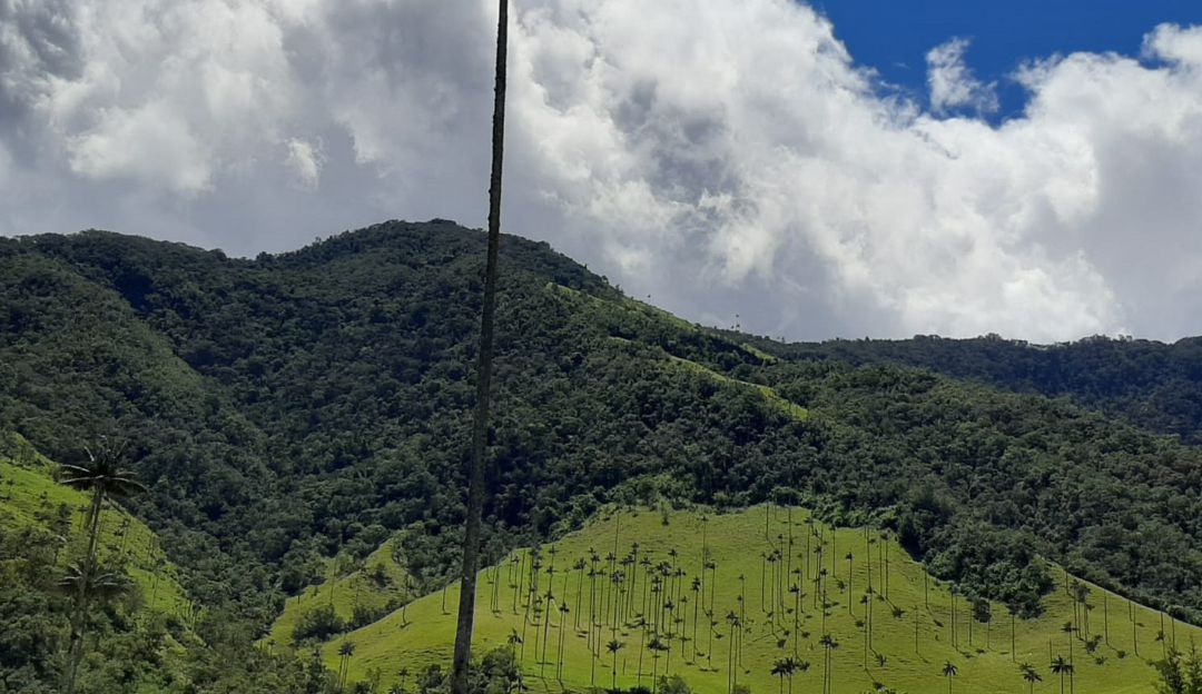 Valle de Cocora en Salento Valle de Cocora en Salento