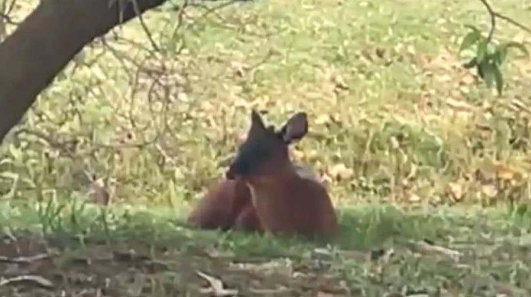 Murió el venado que fue encontrado por la Carrera Séptima en Bogotá