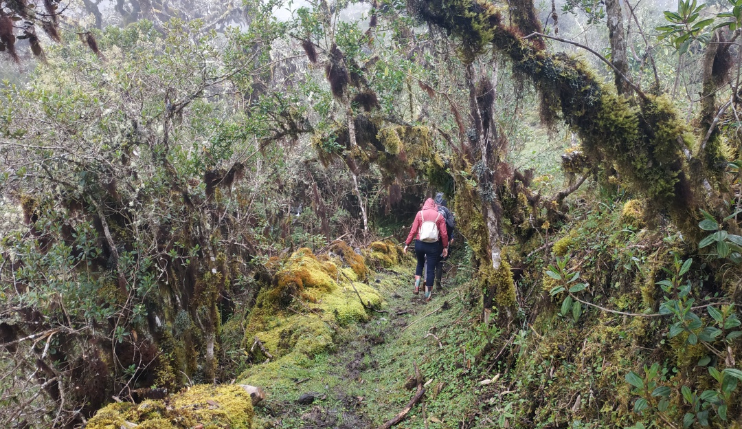 A cambio de cuidar los bosques, los campesinos reciben insumos y ayudas para producir sosteniblemente. A cambio de cuidar los bosques, los campesinos reciben insumos y ayudas para producir sosteniblemente.