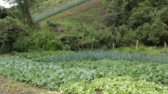 Los campesinos de MiPáramo demuestran que la conservación y la producción en los páramos sí pueden ir de la mano. Los campesinos de MiPáramo demuestran que la conservación y la producción en los páramos sí pueden ir de la mano.