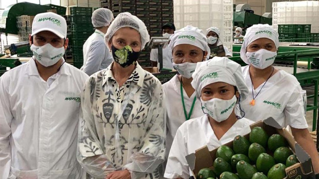 En Palmira, Valle, lanzan marca para exportar aguacate hass a Europa