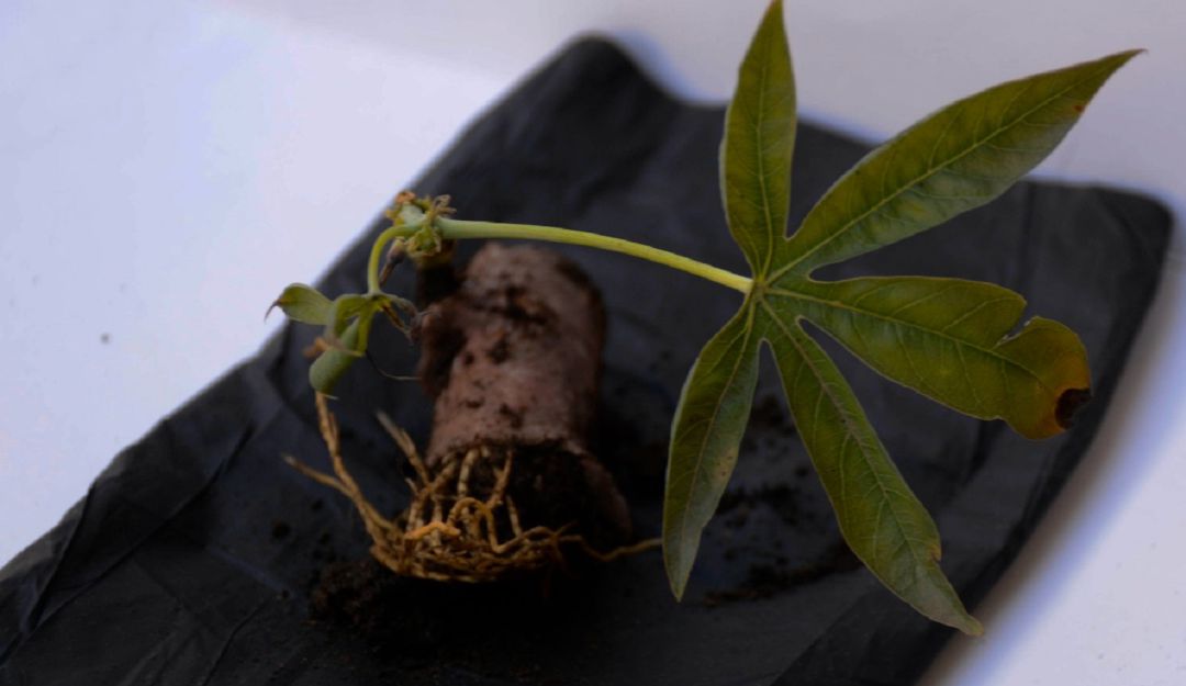 La materia prima es el almidón de yuca y su capacidad de biodegradación bajo condiciones de compostabilidad, posibilita la desintegración La materia prima es el almidón de yuca y su capacidad de biodegradación bajo condiciones de compostabilidad, posibilita la desintegración