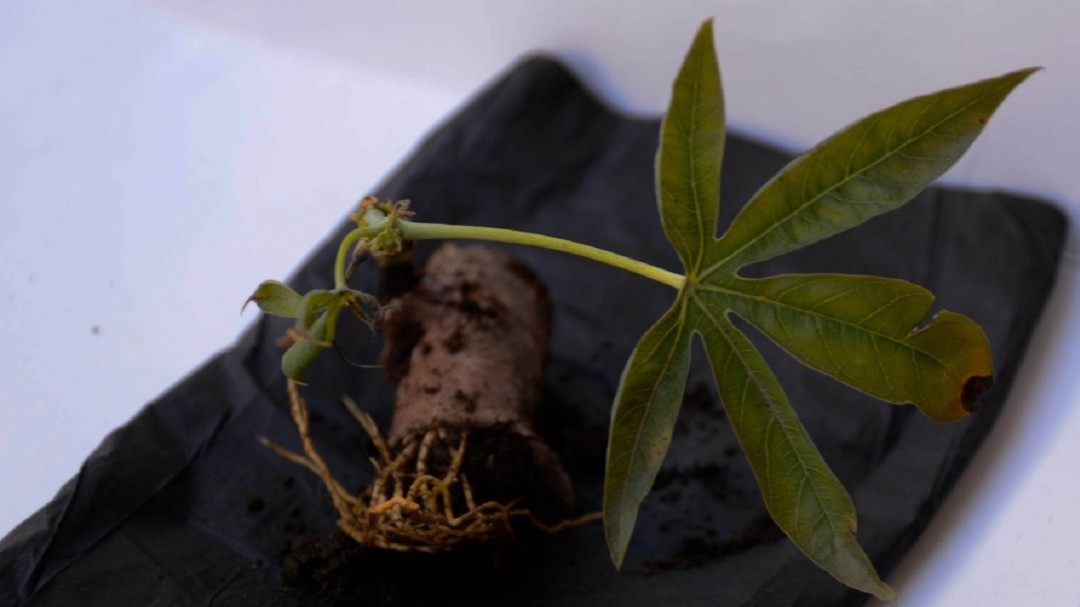 Esenttia y UniCauca iniciaron pruebas para producción de bioplásticos