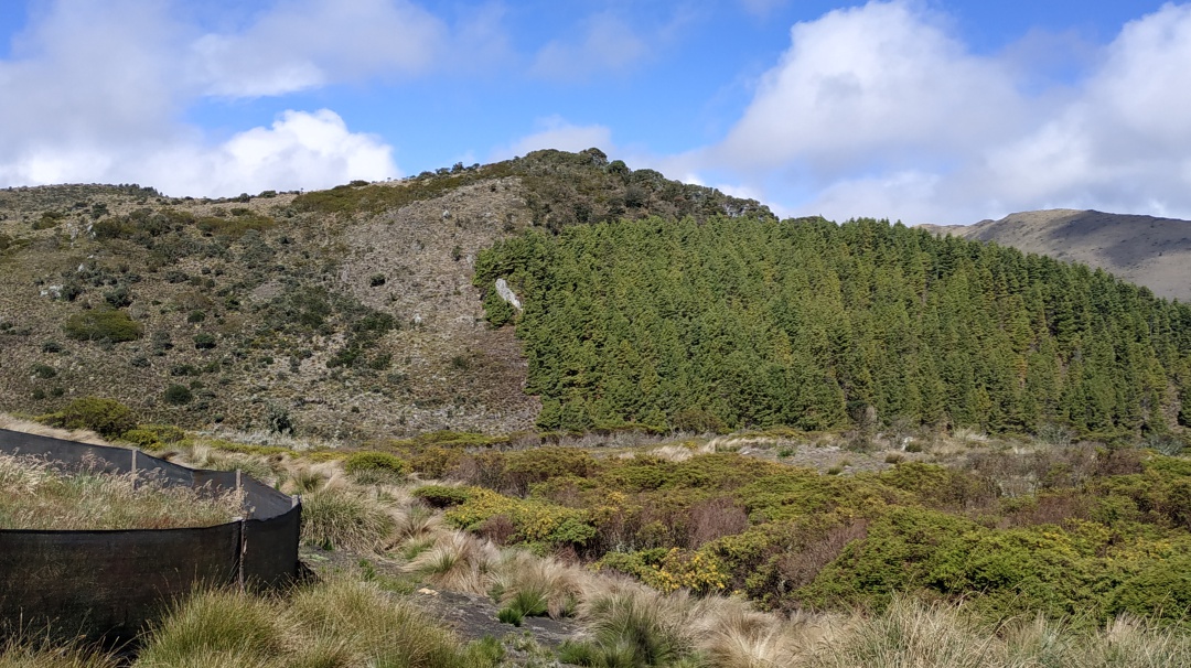 El pino, un árbol exótico que afecta los páramos del país