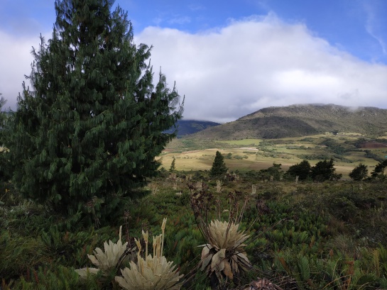 En algunas zonas del páramo de Santurbán, los frailejones crecen al lado de pinos de gran porte. En algunas zonas del páramo de Santurbán, los frailejones crecen al lado de pinos de gran porte.