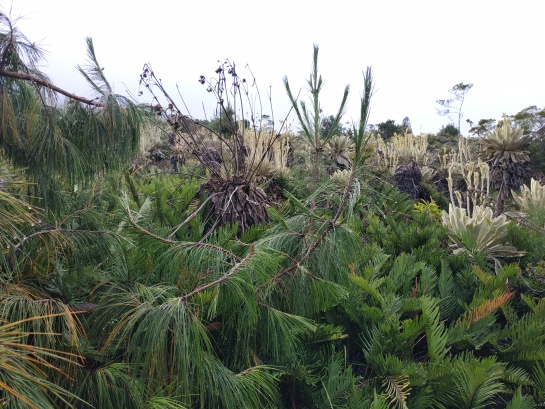 Los pinos tienen en un alto riesgo a páramos como Guerrero y Santurbán. Los pinos tienen en un alto riesgo a páramos como Guerrero y Santurbán.