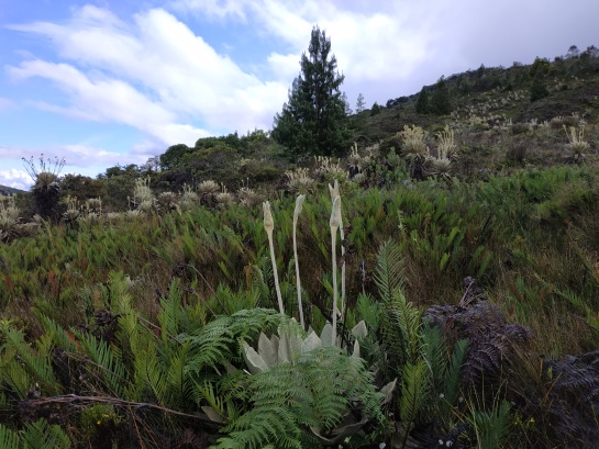 El pino fue introducido en Colombia a mediados del siglo XX como una medida de restauración ecológica. El pino fue introducido en Colombia a mediados del siglo XX como una medida de restauración ecológica.