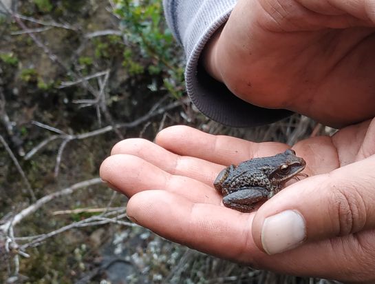 En Santurbán, Expedición Páramo registró dos especies de ranas que podrían ser nuevas para Colombia En Santurbán, Expedición Páramo registró dos especies de ranas que podrían ser nuevas para Colombia