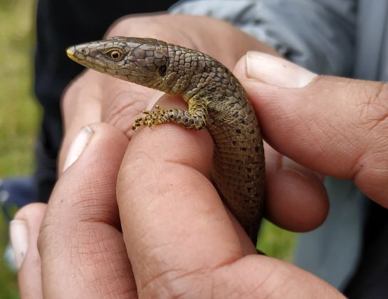 En Colombia, el Lagarto de Pamplona solo habita en las zonas paramunas de Santurbán en Norte de Santander En Colombia, el Lagarto de Pamplona solo habita en las zonas paramunas de Santurbán en Norte de Santander