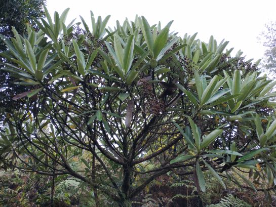 El mielero o tabaquillo es un frailejón bastante particular porque es una planta leñosa y con diversas ramificaciones. Solo habita en ciertas áreas de los santanderes El mielero o tabaquillo es un frailejón bastante particular porque es una planta leñosa y con diversas ramificaciones. Solo habita en ciertas áreas de los santanderes