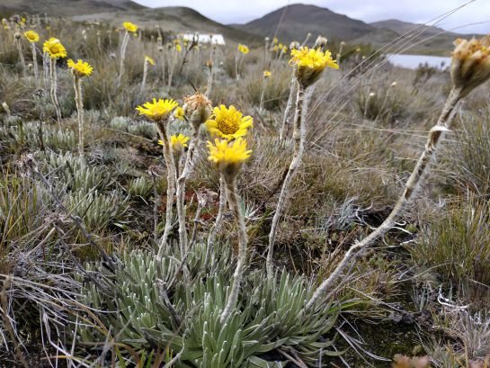 El frailejón más pequeño del mundo, que no supera los 10 centímetros de alto, solo habita en una pequeña área de Santurbán El frailejón más pequeño del mundo, que no supera los 10 centímetros de alto, solo habita en una pequeña área de Santurbán