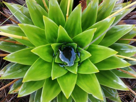 Más de 450 especies de plantas vasculares han sido identificadas en el páramo de Santurbán Más de 450 especies de plantas vasculares han sido identificadas en el páramo de Santurbán