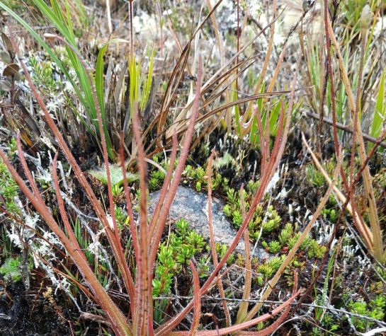 Santurbán también alberga plantas carnívoras. Esta especie tiene glándulas pegajosas que liberan sustancias donde quedan atrapados los insectos Santurbán también alberga plantas carnívoras. Esta especie tiene glándulas pegajosas que liberan sustancias donde quedan atrapados los insectos