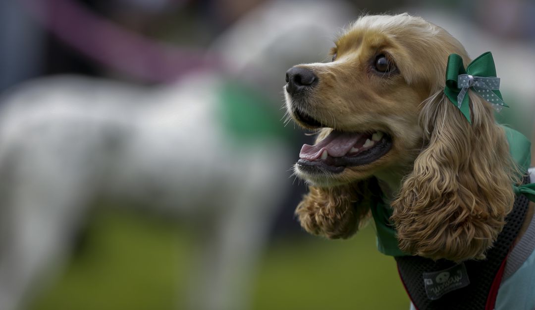 Tras hundirse por falta de trámite, volvió a ser radicado proyecto de 'Ley Júpiter', que busca implementar las clases de protección animal en todos los Colegios del país Tras hundirse por falta de trámite, volvió a ser radicado proyecto de 'Ley Júpiter', que busca implementar las clases de protección animal en todos los Colegios del país