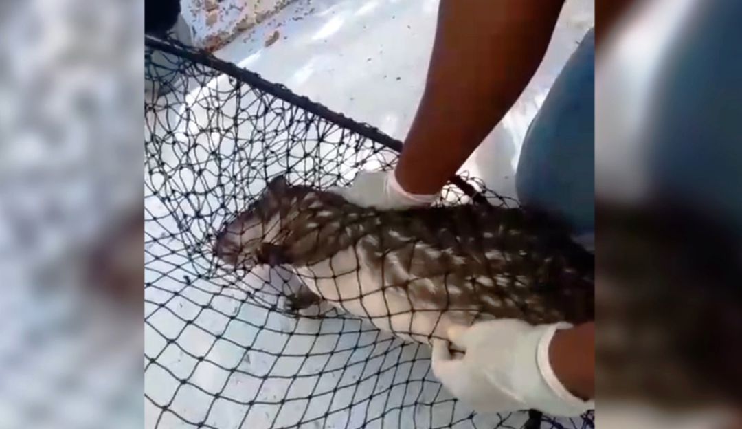 El mamífero será reubicado en su hábitat natural bajo la coordinación de la Policía Ambiental y Epa Cartagena El mamífero será reubicado en su hábitat natural bajo la coordinación de la Policía Ambiental y Epa Cartagena