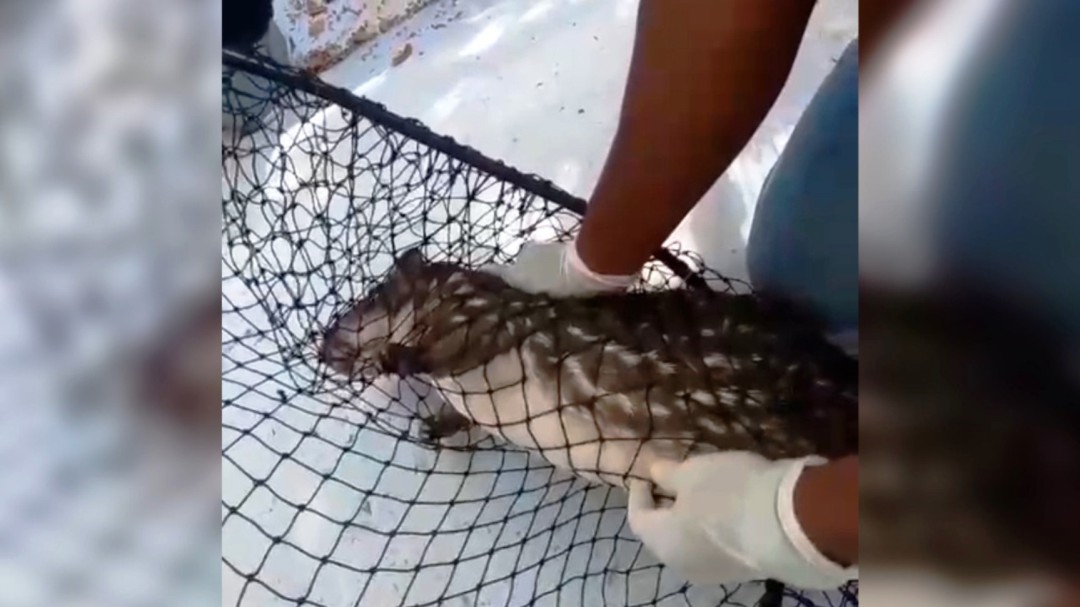 Autoridades rescataron una guartinaja en la bahía de Cartagena
