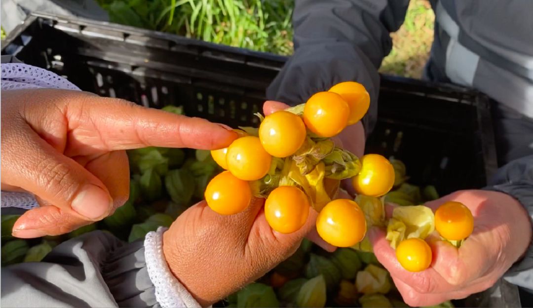 Cultivos de uchuvas en Nariño Cultivos de uchuvas en Nariño
