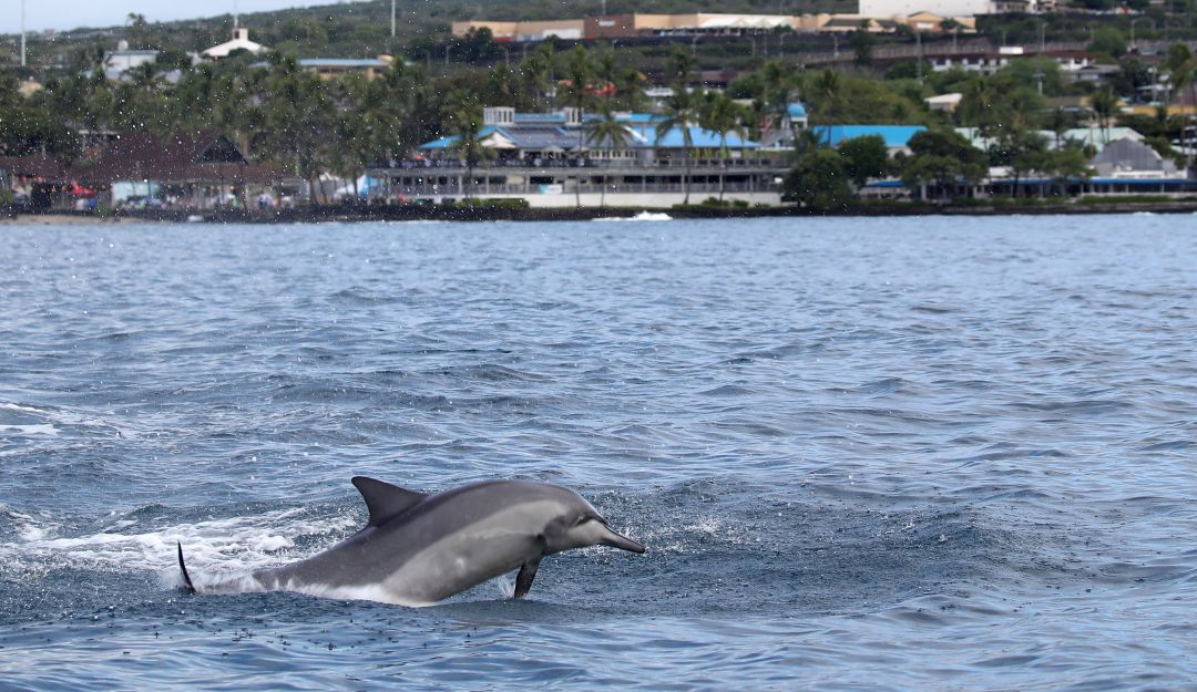 Delfines en Hawái. Delfines en Hawái.