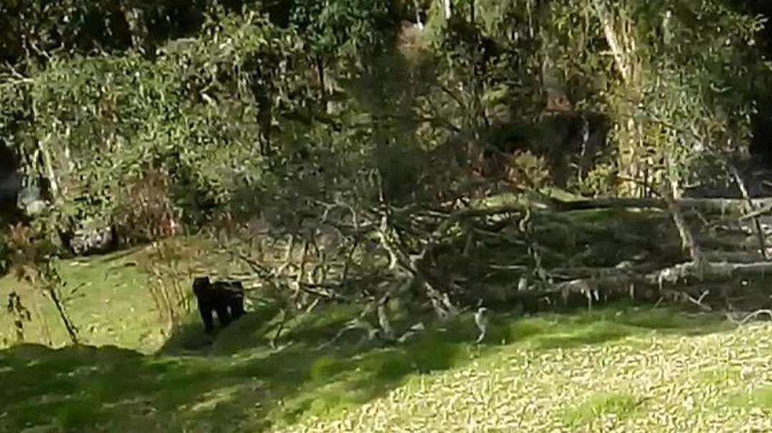 CRQ investiga denuncias por presunto ataque de oso a ganado en Pijao