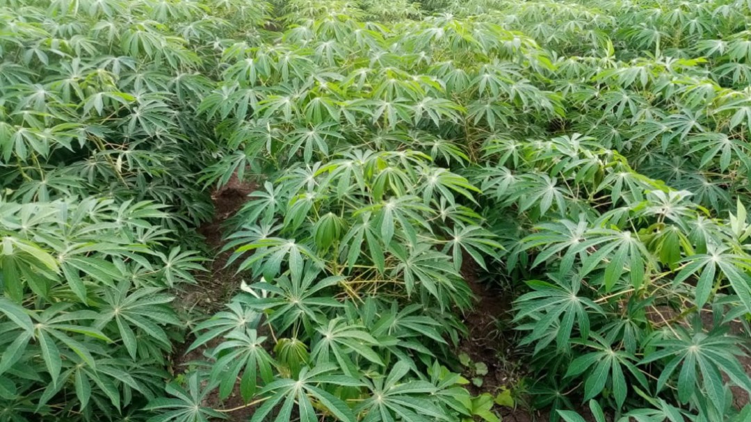 Yuca industrial, fuente de oportunidades para el agro en Sucre